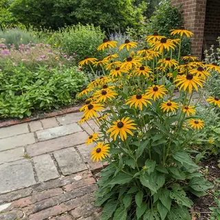 Bloomique - Set Van 3 - Rudbeckia Fulgida ‘Goldsturm’ - Zonnehoed - Rijkbloeiend - Winterhard - Vaste Plant - 10-20 Cm Hoog - Pot 9 Cm