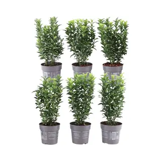 Plants By Frank | 1 Strekkende Meter Groene Kardinaalsmuts Heg | 6x Euonymus Japonicus'Green Spire'Ø12 Cm - 20 Cm | Winterharde Haagplanten |