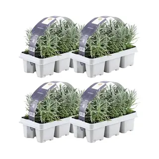 Plants By Frank - 24 Lavendelplanten - Vaste Planten - Tuinplanten - 24 XØ7 Cm - 15 Cm - Lavendelplant Winterhard - Planten