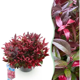 Green BoutiQ - Tuinplant - Leucothoe Zeblid - Rood - 1 Plant - Groenblijvend - Weinig Onderhoud - Pot 17cm Hoogte 45cm