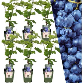 Plants By Frank | 6 Bosbessenplanten | 100% Biologische Fruitplanten | Bosbessen | Tuinplanten | Winterharde Planten Voor De Tuin