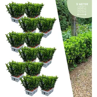 Plants By Frank | 72 Groene Kardinaalsmuts Haagplanten | Euonymus Japonicus 'Green Spire' | Buxusvervanger | Winterharde Haagplanten | Groenblijvende