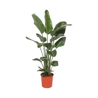 Trendyplants - Strelitzia Nicolai - Paradijsvogelbloem - Kamerplant - Hoogte 160-180 Cm - Potmaat Ø24cm