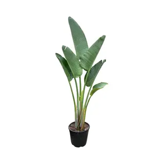 Trendyplants - Strelitzia Augusta - Paradijsvogelbloem - Kamerplant - Hoogte 150-170 Cm - Potmaat Ø28cm