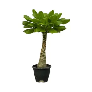 Trendyplants - Brighamia Insignis - Hawaii Palm - Kamerplant - Hoogte 20-40 Cm - Potmaat Ø12cm