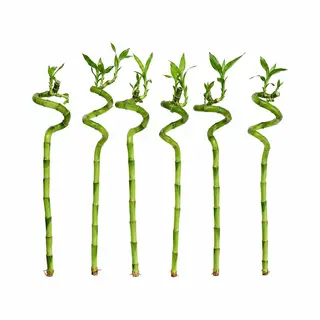 Vdvelde.com - Lucky Bamboo Set Van 6 - Dracaena Sanderiana Geluksbamboe - 40-45cm - Feng Shui Kamerplant Voor Thuis En Kantoor
