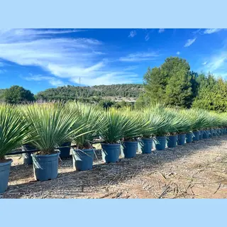 Sunny-Tree Mediterrane Yucca Rostrata Blue Palmlilie Winterharte Pflanze Bis -20°C Ideal Für Garten & Terrasse