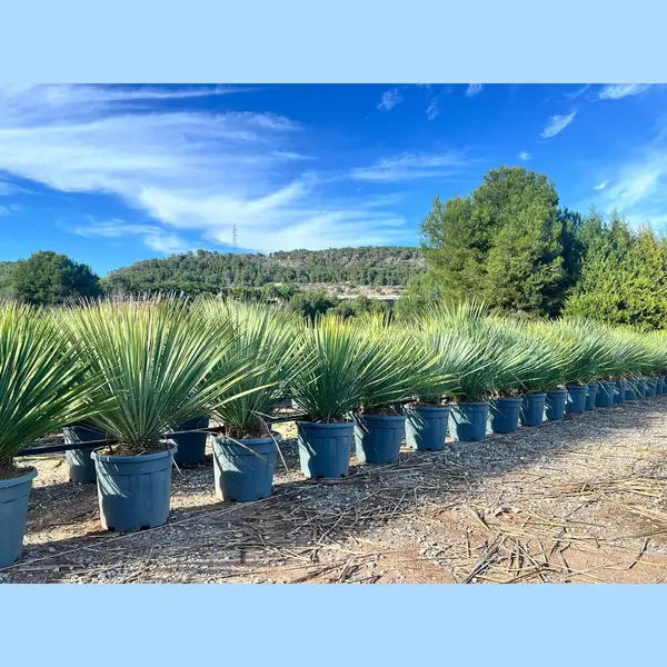 Sunny-Tree Mediterrane Yucca Rostrata Blue Palmlilie Winterharte Pflanze Bis -20°C Ideal Für Garten & Terrasse thumbnail
