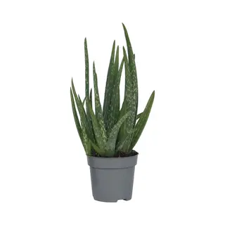 Plant In A Box - Aloë Vera - Aloe Barbadensis - Hoogte 25-40cm - Pot 10, 5cm - Kamerplant - Groen