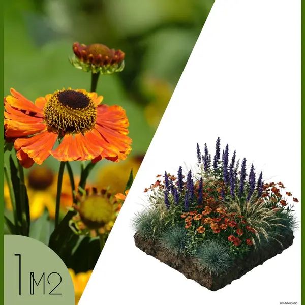 NatureNest | Borderpakket Amber | Vaste Borderplanten Mix | Kleurrijke Tuinborder thumbnail