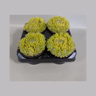 Rotsplantenshop Sempervivum Gele Spin (rotsplanten) 4 Stuks