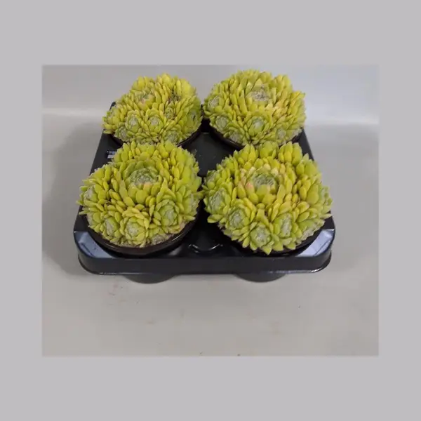 Rotsplantenshop Sempervivum Gele Spin (rotsplanten) 4 Stuks thumbnail