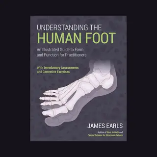 Understanding The Human Foot