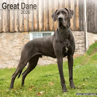 Duitse Dog Kalender 2026