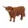 Bruin, Hoogland stier