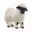 Walliser Schwarznase-schaap, Wit, Zwart
