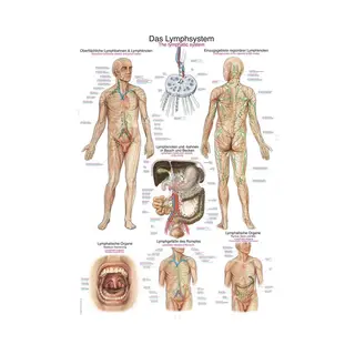 Erler-Zimmer Het Menselijk Lichaam - Anatomie Poster Lymfe (Duits/Engels/Latijn, Papier, 50x70 Cm) + Ophangsysteem