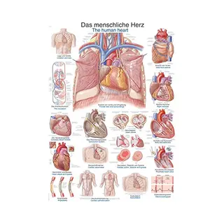 Het Menselijk Lichaam - Anatomie Poster Hart (Duits/Engels, Papier, 50x70 Cm) + Ophangsysteem