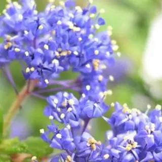 Arborix Ceanothus 'Blue Diamond' - Amerikaanse Sering 30-40 Cm In Pot