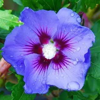 Arborix Hibiscus Syriacus 'Oiseau Bleu' - Altheastruik 40-60 Cm Pot