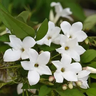 Arborix Jasminum Officinale - Winterjasmijn - 50-60 Cm In Pot, Klimplant Met Geurende Witte Bloemen In De Zomer.