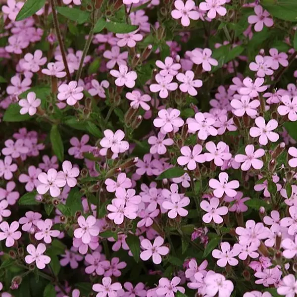 Arborix 6 X Saponaria Ocymoides - Zeepkruid Pot 9x9 Cm - Roze Zomerbloeier thumbnail