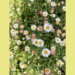 GRDplanten 6x Fijnstraal - Erigeron Karvinskianus | 9x9 Cm Pot