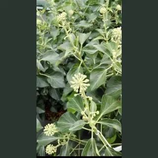 GRDplanten Hedera Helix 'Arborescens' - Struikklimop 50- 60 Cm In Pot