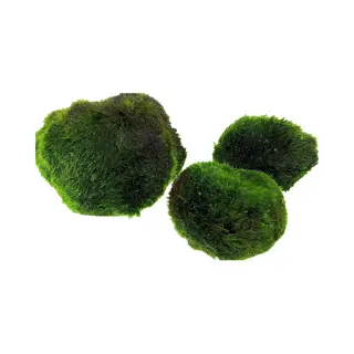 Aqua Breeding Skill AquaBreedingSkill - Grote Marimo Mosballen (4-5 Cm) - Pak Van 3 - Natuurlijke Levende Aquariumplant | Organisch Filter | Milieuvriendelijke Decoratie