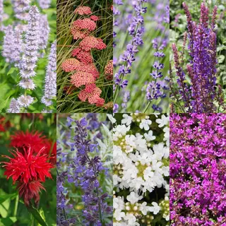 Plantenboetiek.nl | Borderpakket - Geurend - 8 Vaste Planten - 1 M2 - Diversen Kleuren - Weinig Onderhoud - Ø11cm - 20-50cm Hoog - Tuinplant