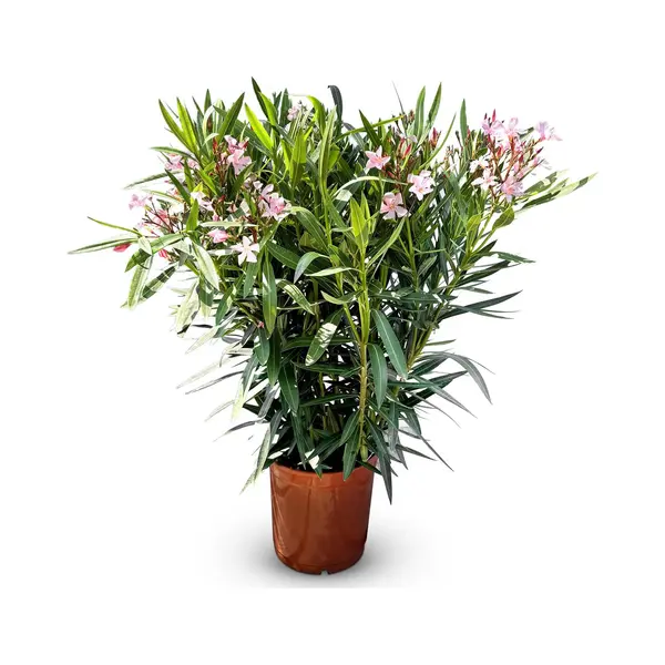 Sunny Tree - Plant - Oleander- Nerium Oleander - Hoogte 80-100 Cm - Kleur Roze - Buitenplant thumbnail