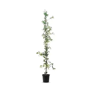Sunny Tree - Toscaanse Jasmijn - Klimplant - Buitenplant - Winterhard - Trachelospermum Jasminoides - 160 Cm