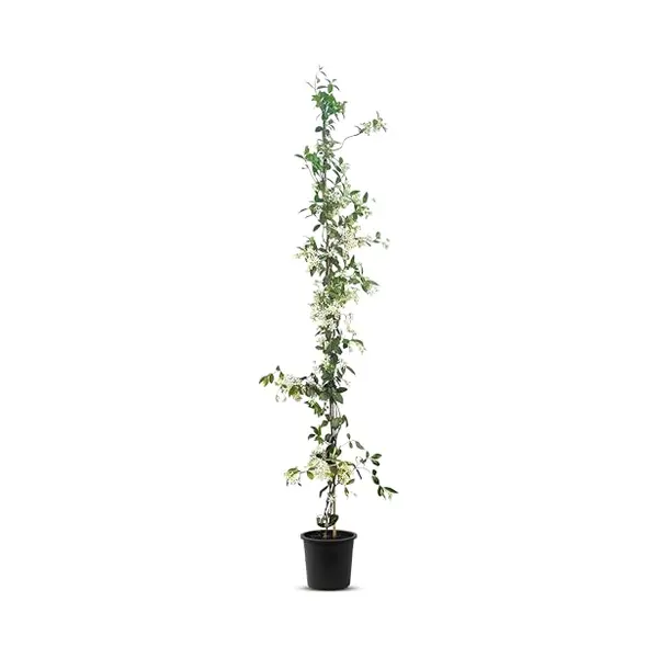 Sunny Tree - Toscaanse Jasmijn - Klimplant - Buitenplant - Winterhard - Trachelospermum Jasminoides - 160 Cm thumbnail