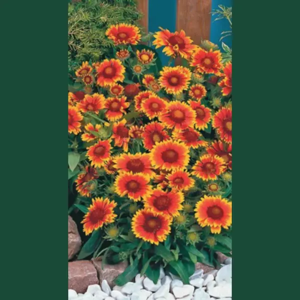 Groendecor Tuinarchitectuur 6 X Gaillardia 'Arizona Sun' - Kokardebloem - Pot 9 X 9 Cm thumbnail