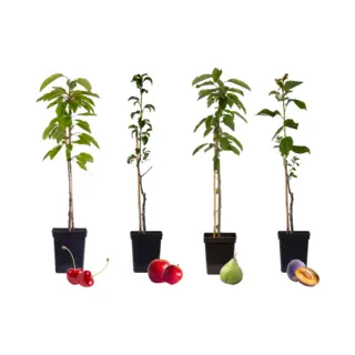 Plant In A Box - Mix Van 4 Zuilvormige Fruitbomen - Prunus - Pyrus - Malus - Pot 9cm - Hoogte 60-70cm
