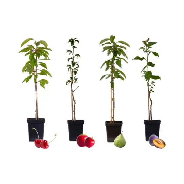 Plant In A Box - Mix Van 4 Zuilvormige Fruitbomen - Prunus - Pyrus - Malus - Pot 9cm - Hoogte 60-70cm thumbnail
