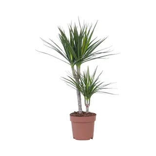 Plant In A Box -Dracaena Marginata - Dracaena Drakenbloedboom - Pot 17cm - Hoogte 70-80cm