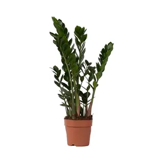 Plant In A Box - Zamioculcas Zamiifolia- Zz Plant - Zeer Gemakkelijke Te Verzorgen Groene Kamerplant - Glanzende Veervormige Bladeren - Pot 17cm -