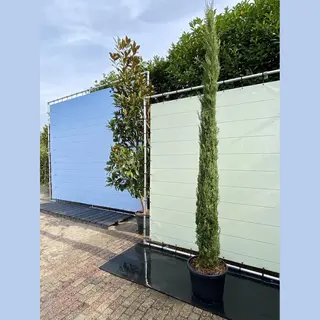 Tropictrees Cupressus Sempervirens Stricta - Italiaanse Cipres - Totem - Winterhard - Pot ⌀ 33cm - Hoogte 300cm