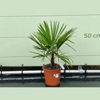 Tropictrees - Palmboom - Trachycarpus Fortunei - Plant - Winterhard - Pot ⌀ 20cm - Hoogte Ca. 70cm