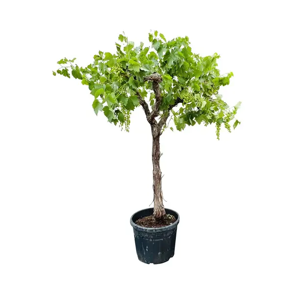 Tropictrees Druivenplant - Vitis Vinifera - Druivenboom Op Hoge Stam - Winterhard - Pot ⌀ 45cm - Hoogte Ca. 200cm thumbnail