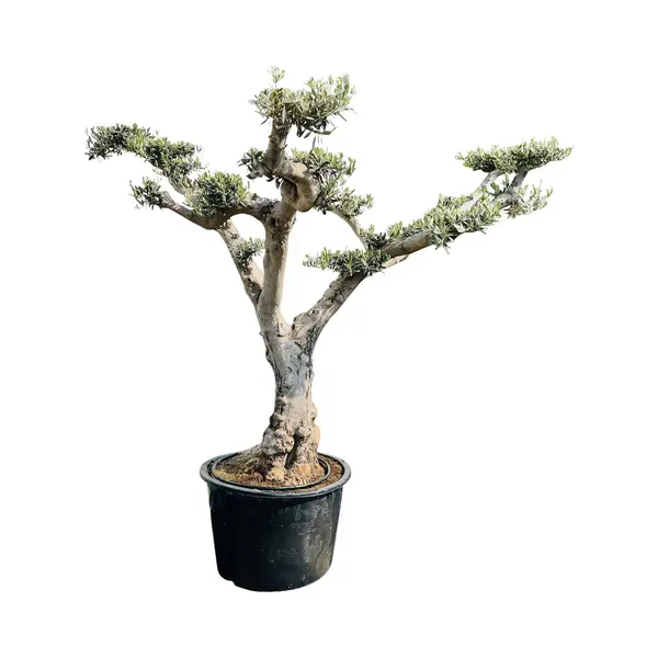 Tropictrees Olijfboom Pon - Olea Europea - Winterhard - Stamomvang ⌀ 80-100cm - Hoogte 250cm thumbnail