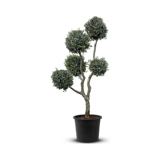 Tropictrees Olijfboom - Olea Europea - Multi Bolvormen - Winterhard - Stamomvang ⌀ 30-40cm - Hoogte 200-220cm