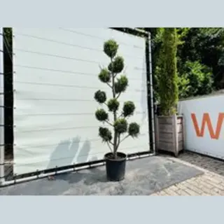 Tropictrees Cupressocyparis Leylandii - Pon - Pot ⌀ 28cm - Hoogte Ca. 155cm