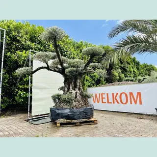 Tropictrees Olijfboom - Olea Europea - Olijfboom Pon - Olijf - Plateaus - Winterhard - Onderhoudsvriendelijk - Groenblijvend
