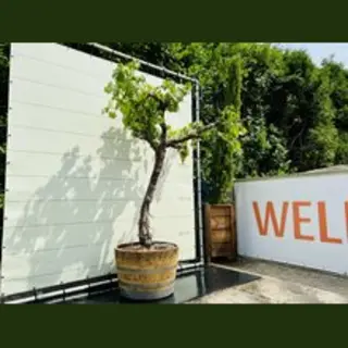 Druivenplant In Half Wijnvat - Vitis Vinifera - Druivenboom Op Hoge Stam - Winterhard - Pot ⌀ 45cm - Hoogte Ca. 200cm