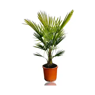 Tropictrees - Palmboom - Trachycarpus Fortunei - Plant - Winterhard - Pot ⌀ 32cm - Hoogte Ca. 140cm