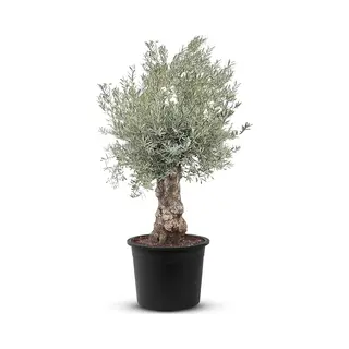 Tropictrees - Olijfboom - Bonsai - Winterhard - Stamomvang ⌀80-100 Cm - Hoogte 240