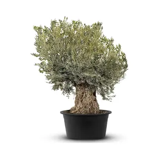 Tropictrees - Olijfboom - Bonsai - Winterhard - Stamomvang ⌀180-230 Cm - Hoogte Ca. 275
