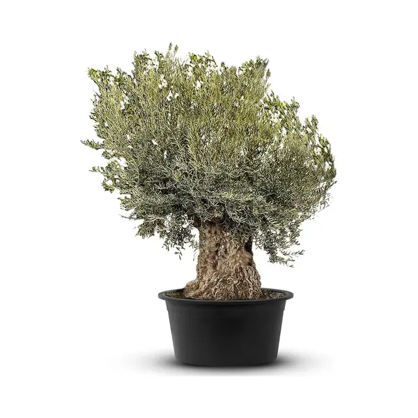 Tropictrees - Olijfboom - Bonsai - Winterhard - Stamomvang ⌀180-230 Cm - Hoogte Ca. 275 thumbnail